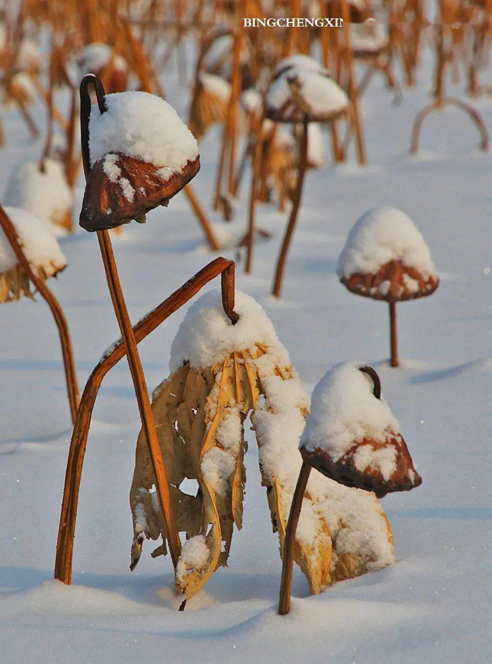 我在冬至这天来到伏尔加庄园径直奔向了那片荷塘去看望雪中残荷时