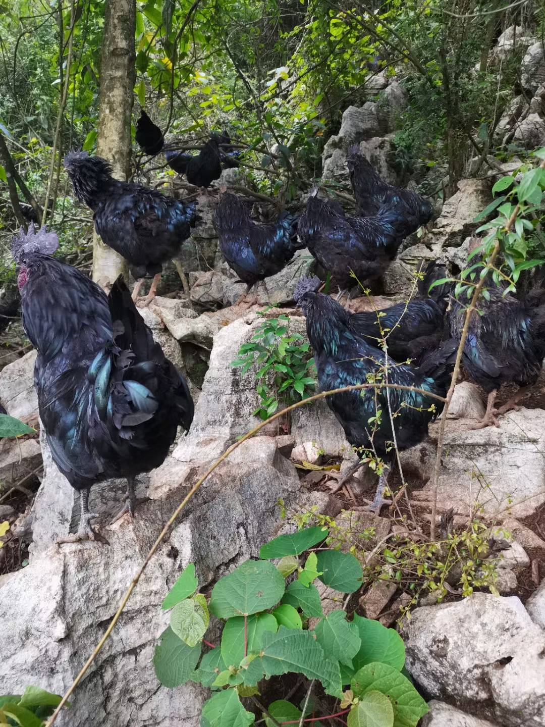【全面推进乡村振兴】龙广镇坡关村:养殖五黑鸡"啄"开致富门_凤凰