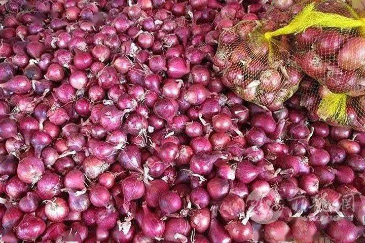 菲律宾农业部立下目标 誓言将洋葱价格从