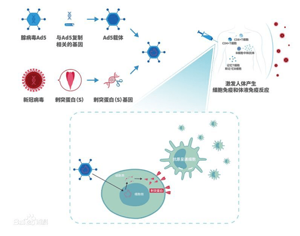 新型冠状病毒变异过程图片