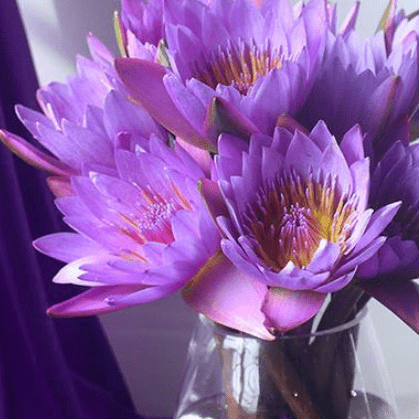 澳洲腊梅紫色图片