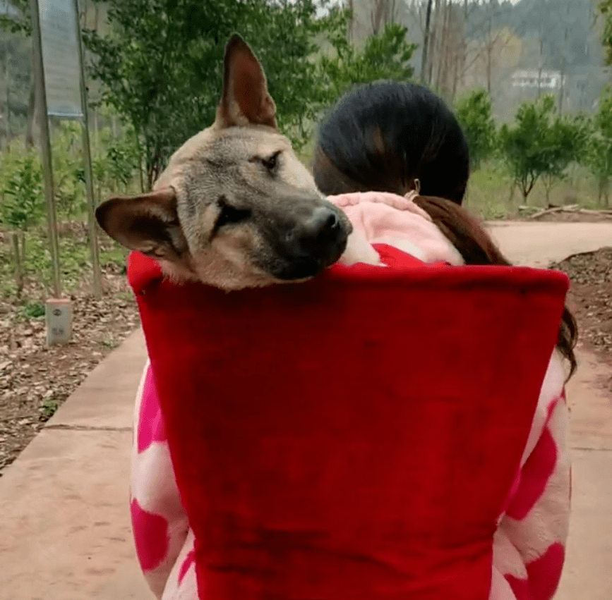 快來看（狗狗生病了我把它扔了）小狗生病自己走了，(圖8)