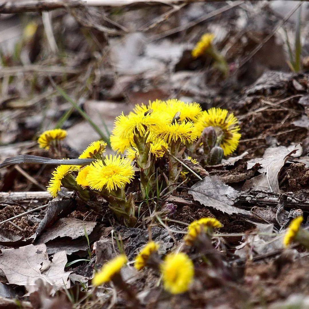 它是寒风中绽放的冬花代表,入药可"止咳通鼻窍"