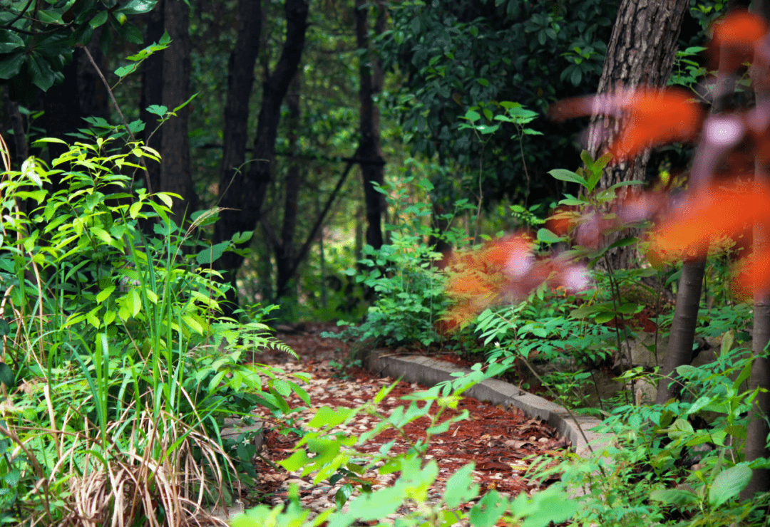 一颗“长寿果”，化浓痰，速止咳，增免疫