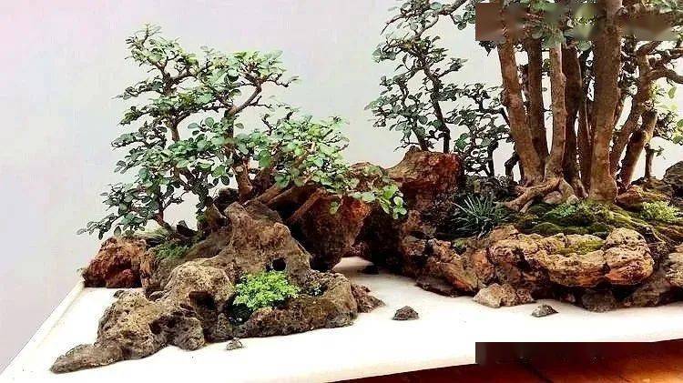 榕树盆景批发价格多少