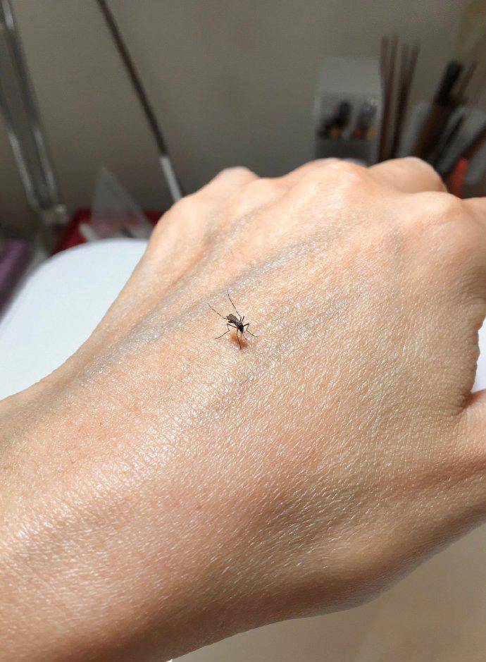 艺术家"山﨑理"出品的蚊子标本,我开始痒了_昆虫_作品_感觉