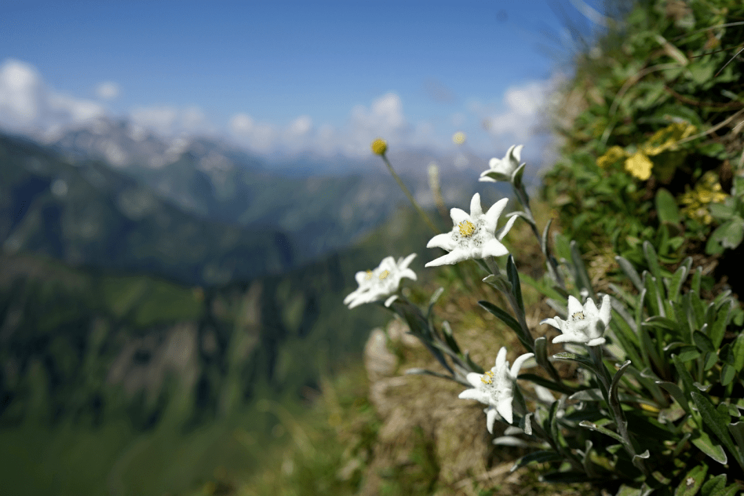  edelweiss and you me