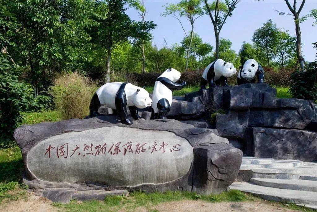 绵阳大熊猫国家公园图片