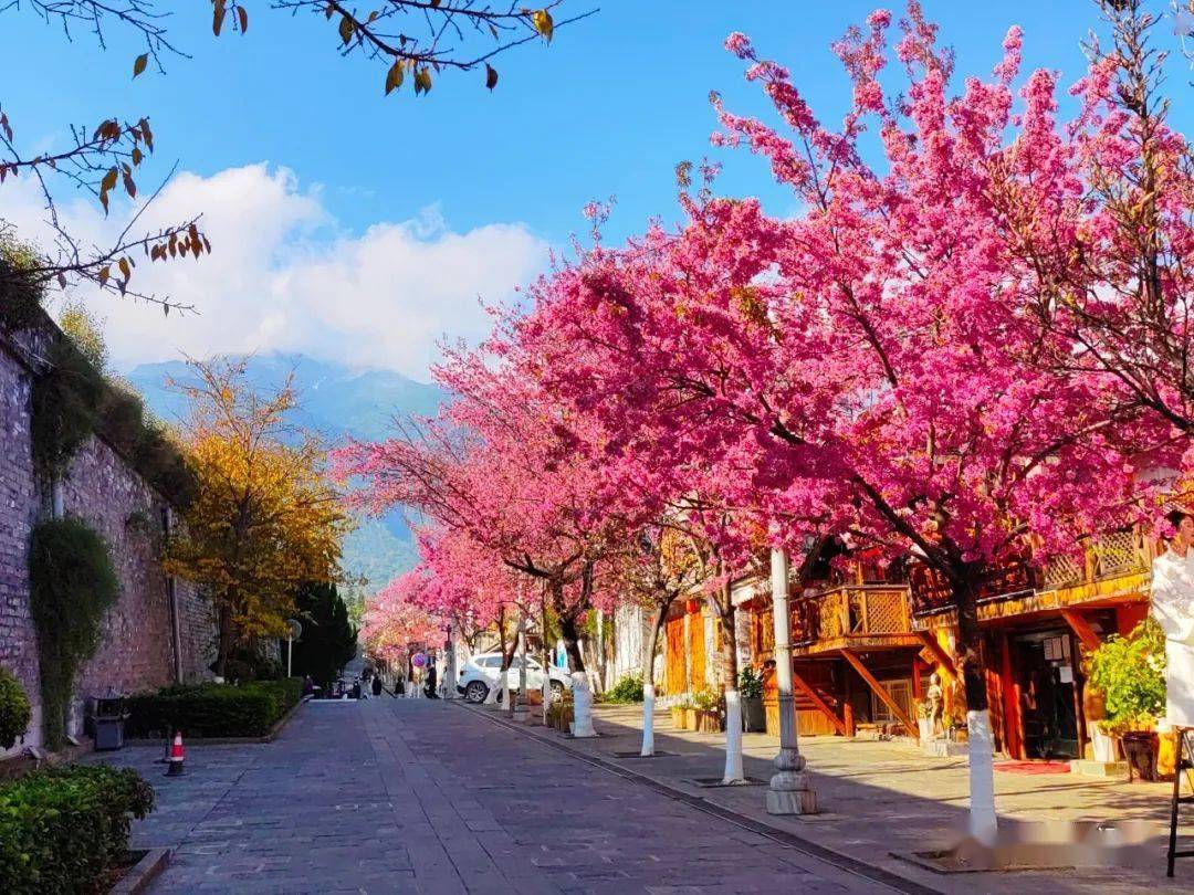 【行摄云南】大理古城:樱花浪漫_投稿人_内容_图片