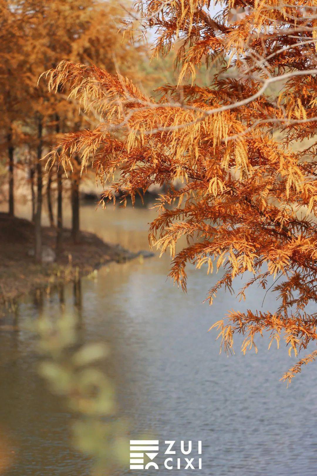 大草坪!我太爱慈溪这个公园了……_树杈_蓝天_落叶