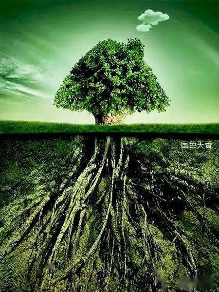 人生如树:向上生长,向下扎根_母亲_大地_童建国
