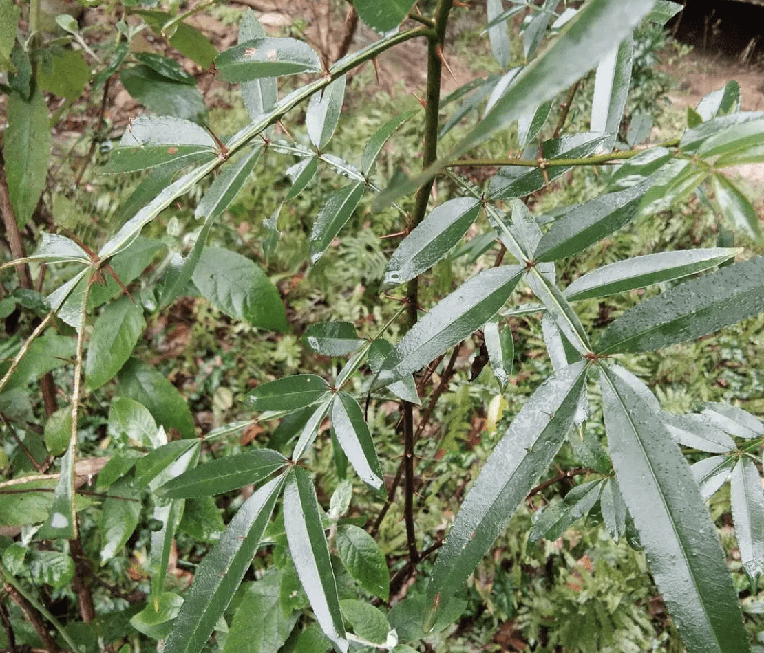 小名叫"胃痛草",乡村田园里有不少,用途堪比小人参,珍贵!