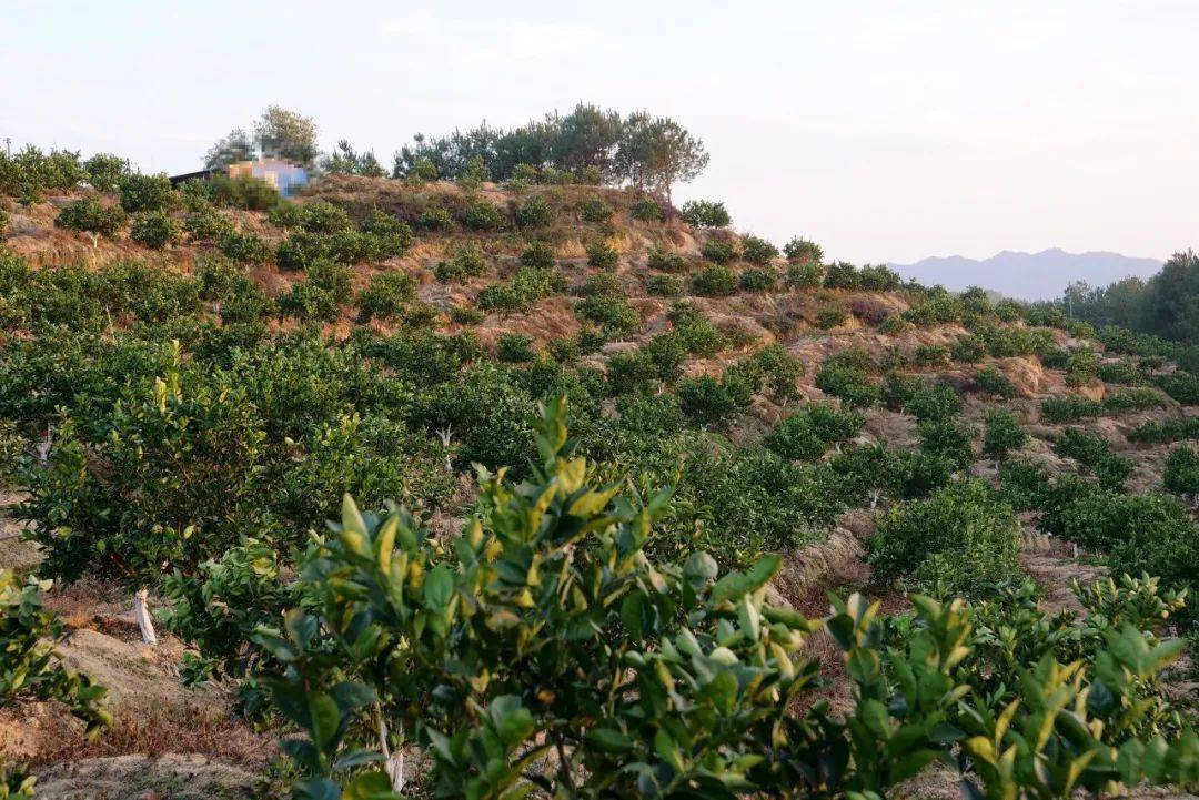 长汀县三洲镇:脐橙冬季管护忙 全力以赴抓乡村促振兴_发展_农业_产业