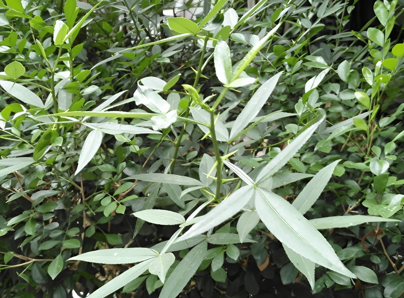 暖胃草药大全图图片