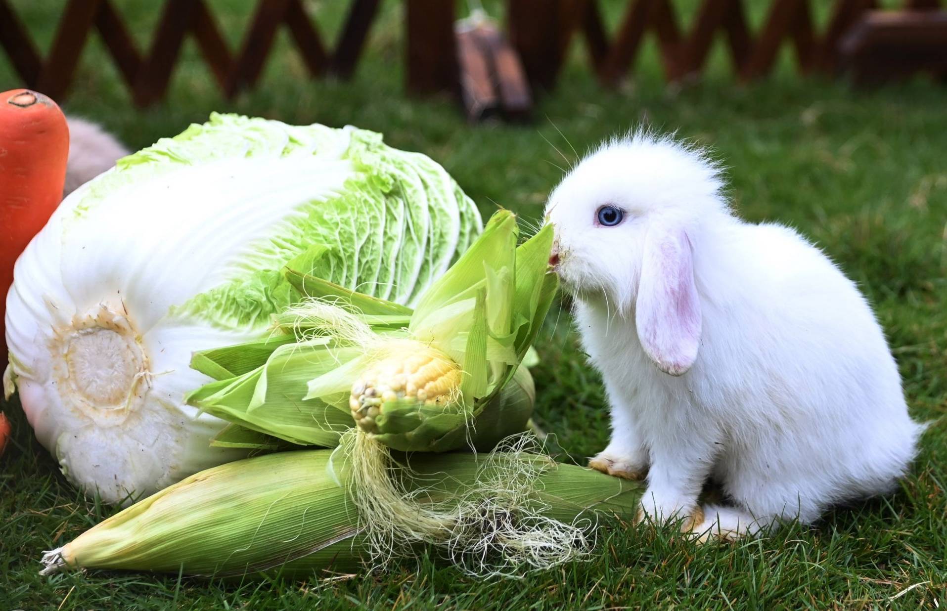 多种兔入驻深圳野生动物园迎兔年_游客_新闻网_贺新春