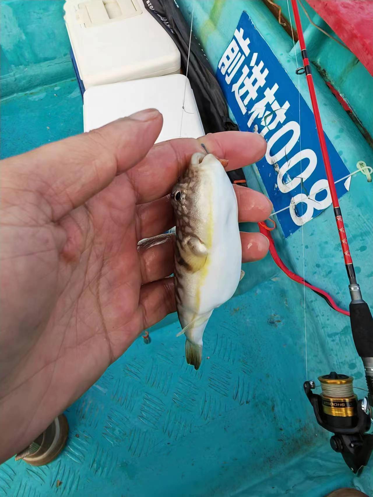 2023首钓,大亚湾难觅花滑_船家_目标_杨梅坑