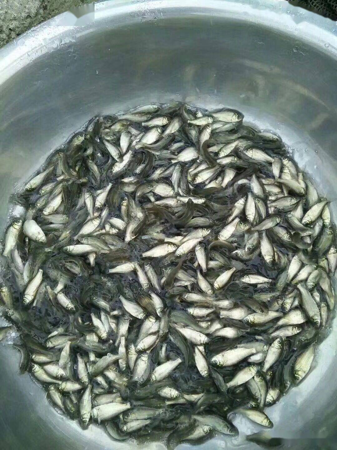 北方地区彭泽鲫成鱼池塘养殖技术_鲫鱼_鱼种_水质