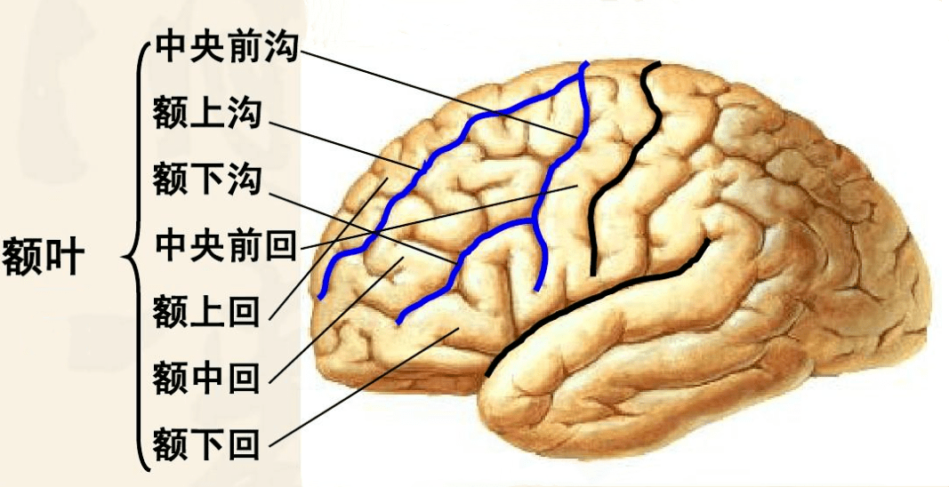 顶下小叶角回图片