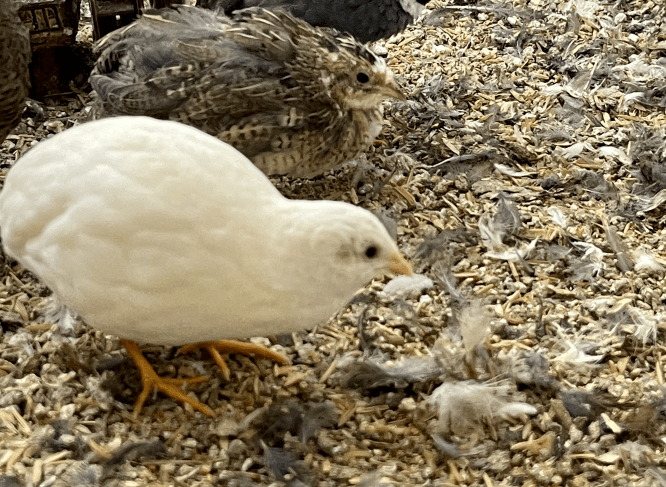 提供多元飼料:蘆丁雞的飼料要保持多元化,不能太單一