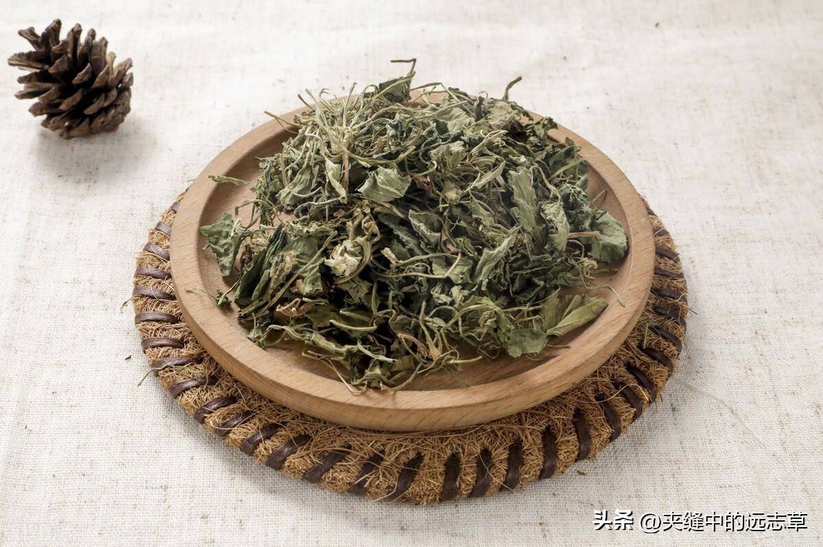 讲一味鱼腥草,痰热喘咳,里急后重,小便涩痛,痈肿疮毒均可选用_范畴