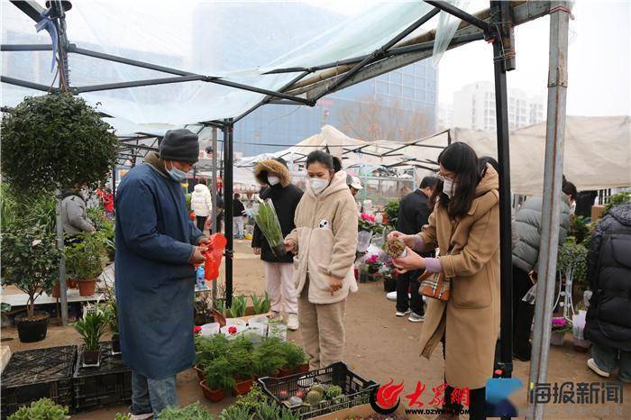 多肉植物图鉴（十种室内最好养的花） 第3张