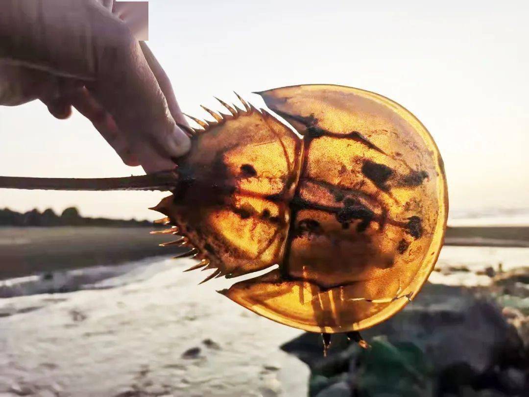 作为硇洲岛上土生土长的居民,刘振强犹记得,小时候海水退潮后,他还能