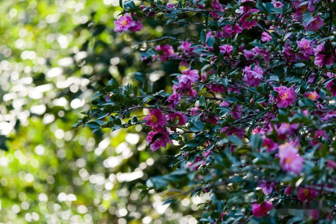 中國茶花和異域山茶,你更鐘情誰?_熊谷_品種_花瓣