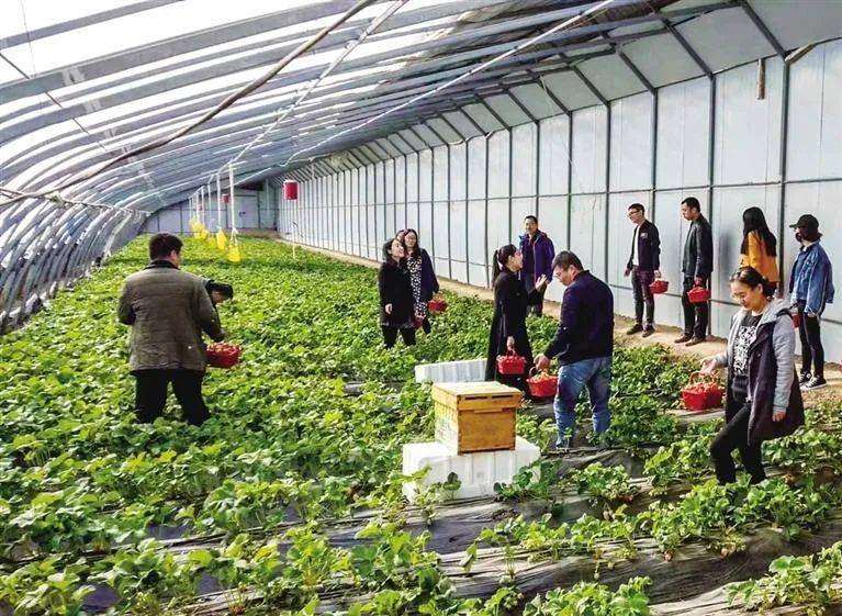 这个小年怎么过→来采摘园吧_草莓_市民_蔬菜