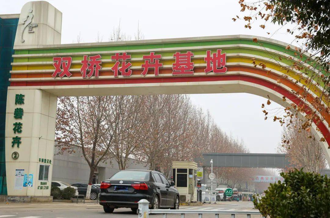谁是花卉市场新宠?这儿有份购花指南_宝莲灯_双桥_祝小丹
