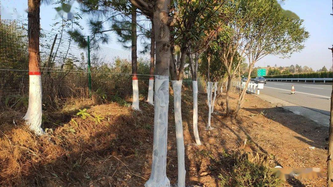 为了树木安全越冬，每年越冬以后，要对所有的乔木进行 刷白涂干处理