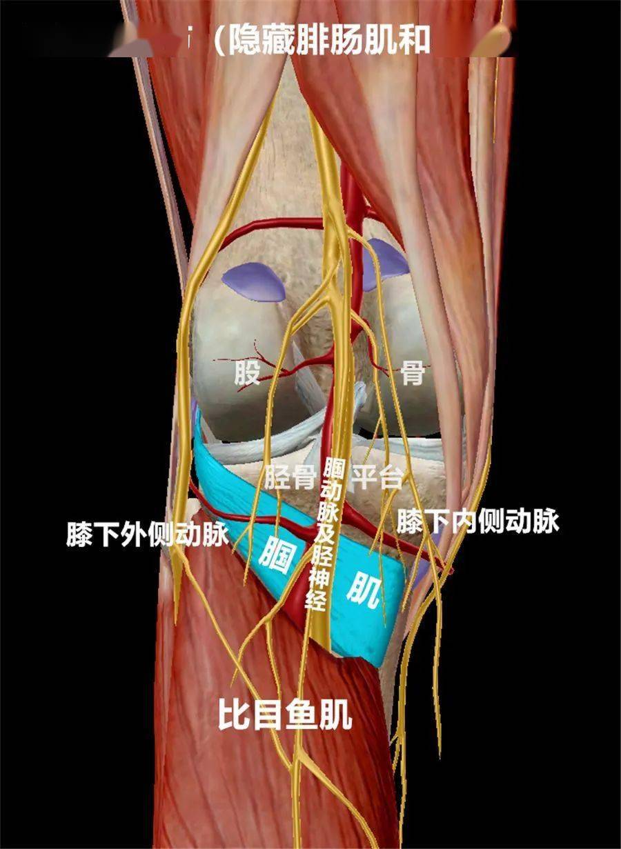 腘窝结构图图片