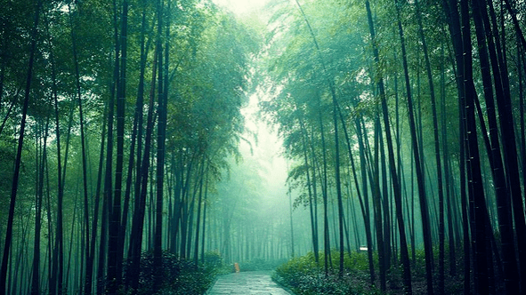 走进一片漫无天际的竹林,叶上的雨滴落下来,带着翠竹和泥土的芬芳,直