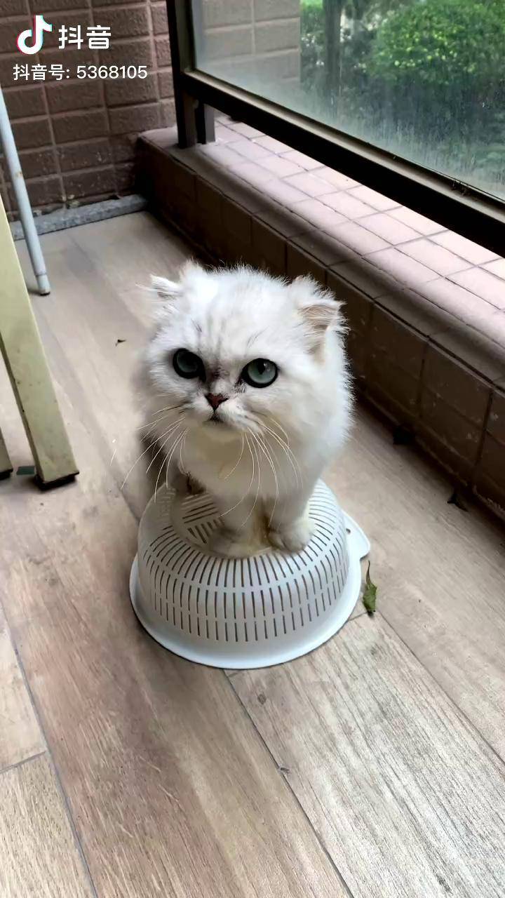小白说话太搞笑啦小白搞笑视频 网红猫小白 幺妹 马骝仔