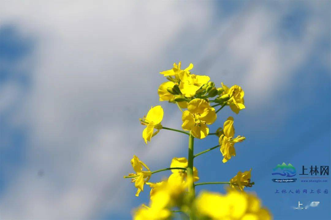 上林油菜花图片