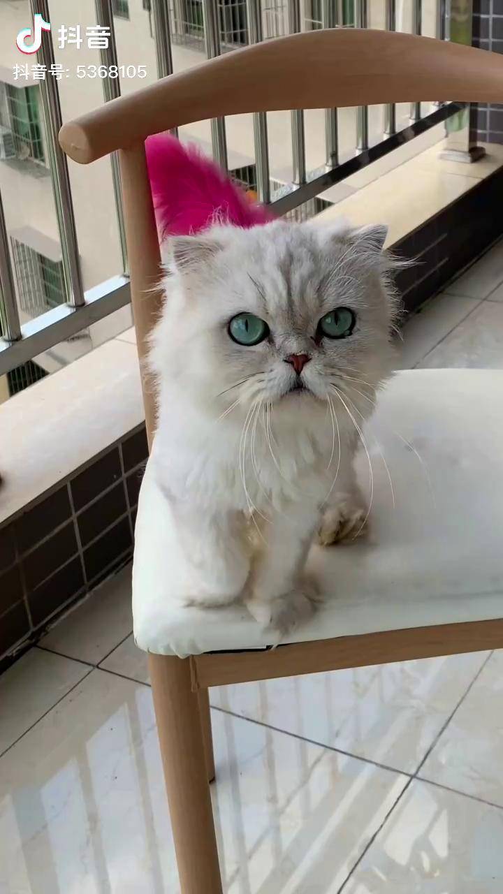 猫咪唱歌真搞笑咚吧啦 啊 外公与小白 马骝仔 网红猫小白