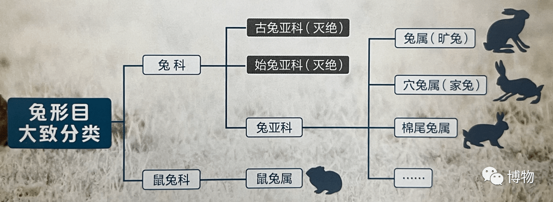兔兔这么可爱,你怎么能不知道_兔子_门齿_博物