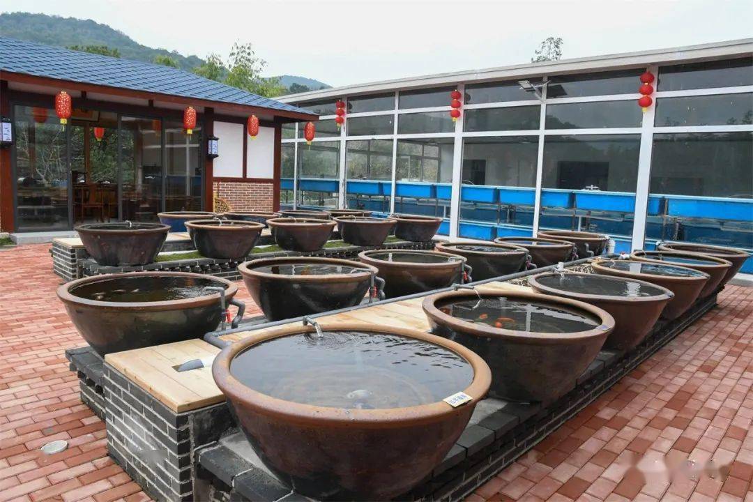 走进潘氏观赏鱼养殖场,几十种形态不一,憨态可掬的金鱼