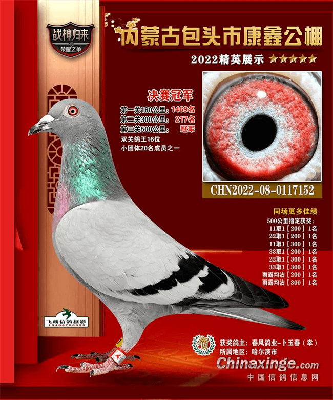 [花絮]严寒中领先亚军12分钟归巢 盘点内蒙的冬日战鸽_决赛_通辽_比赛