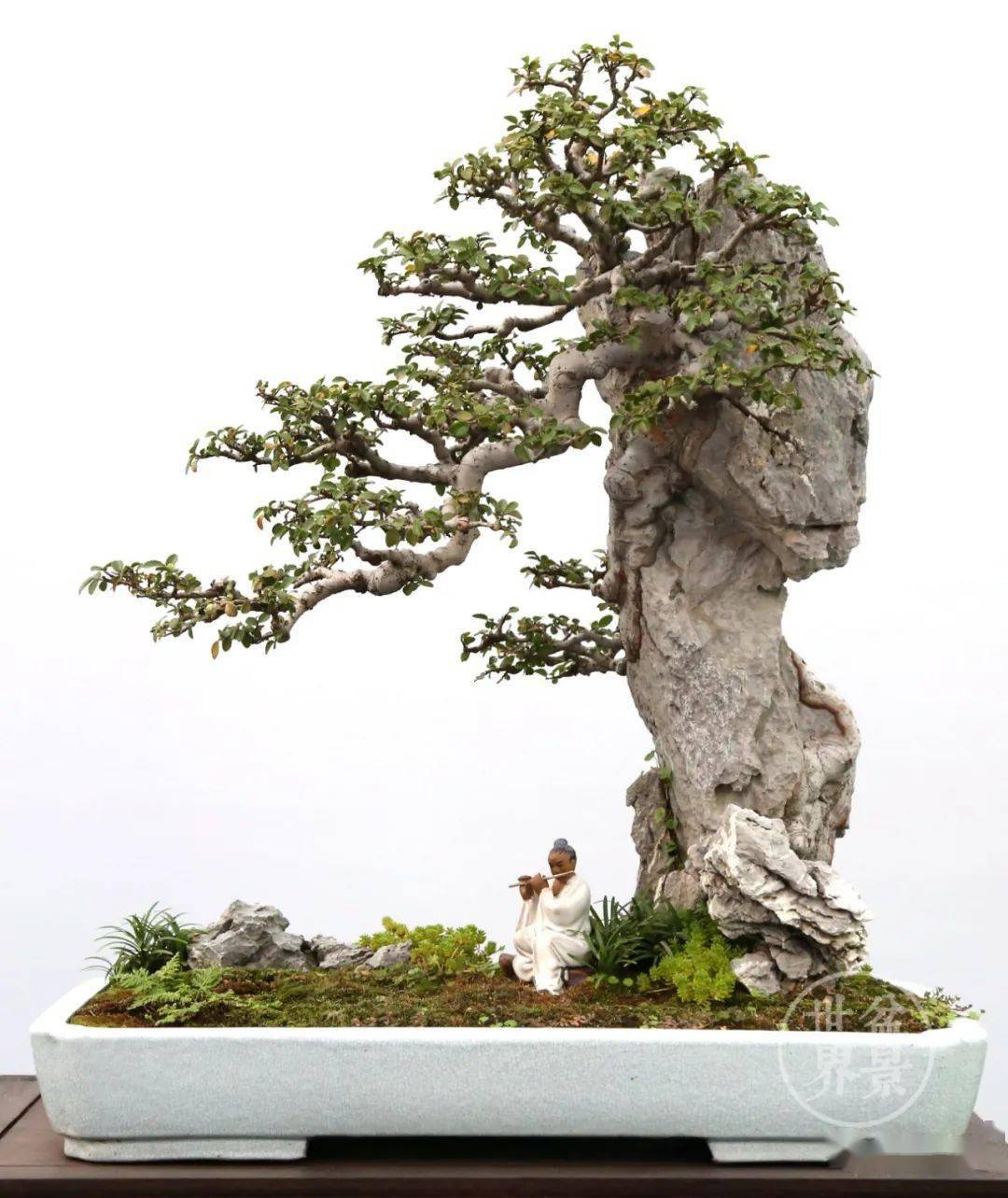 【砚外之艺】 云头雨脚美人腰—盆景欣赏_作品_黄就成_伍宜孙