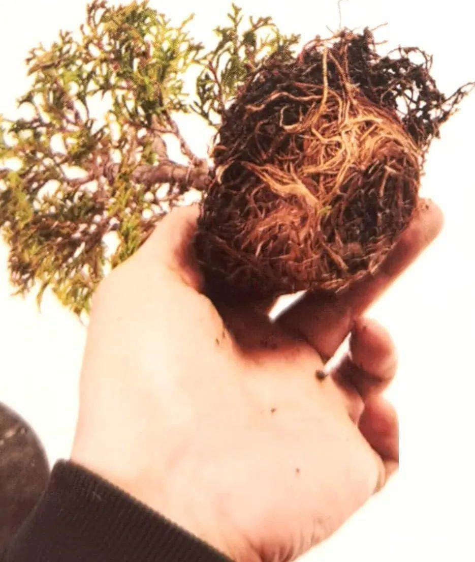 盆景案例:云片柏的叶片细密如云,一修剪,一蟠扎,立马见效!