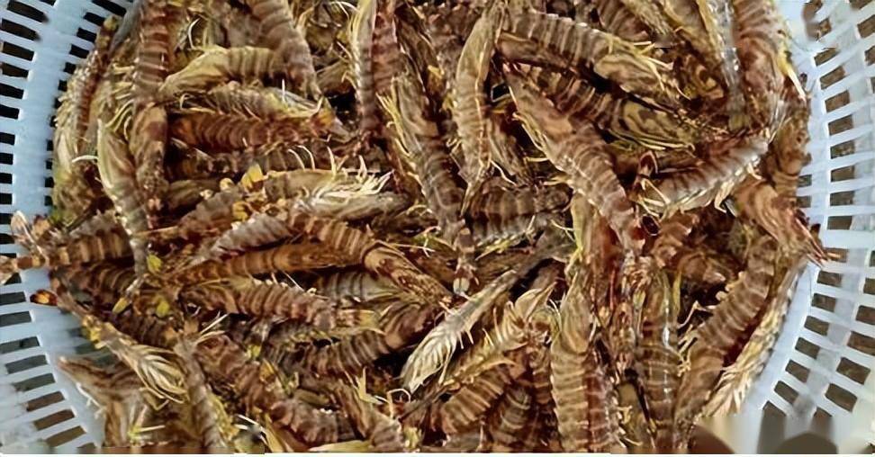 北方地区日本囊对虾室内养殖技术_水温_车间_盐度