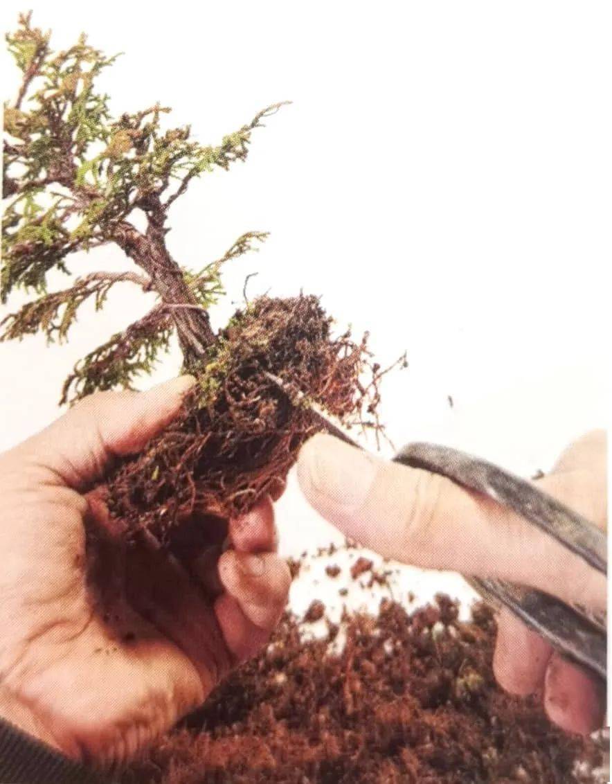 盆景案例:云片柏的叶片细密如云,一修剪,一蟠扎,立马见效!
