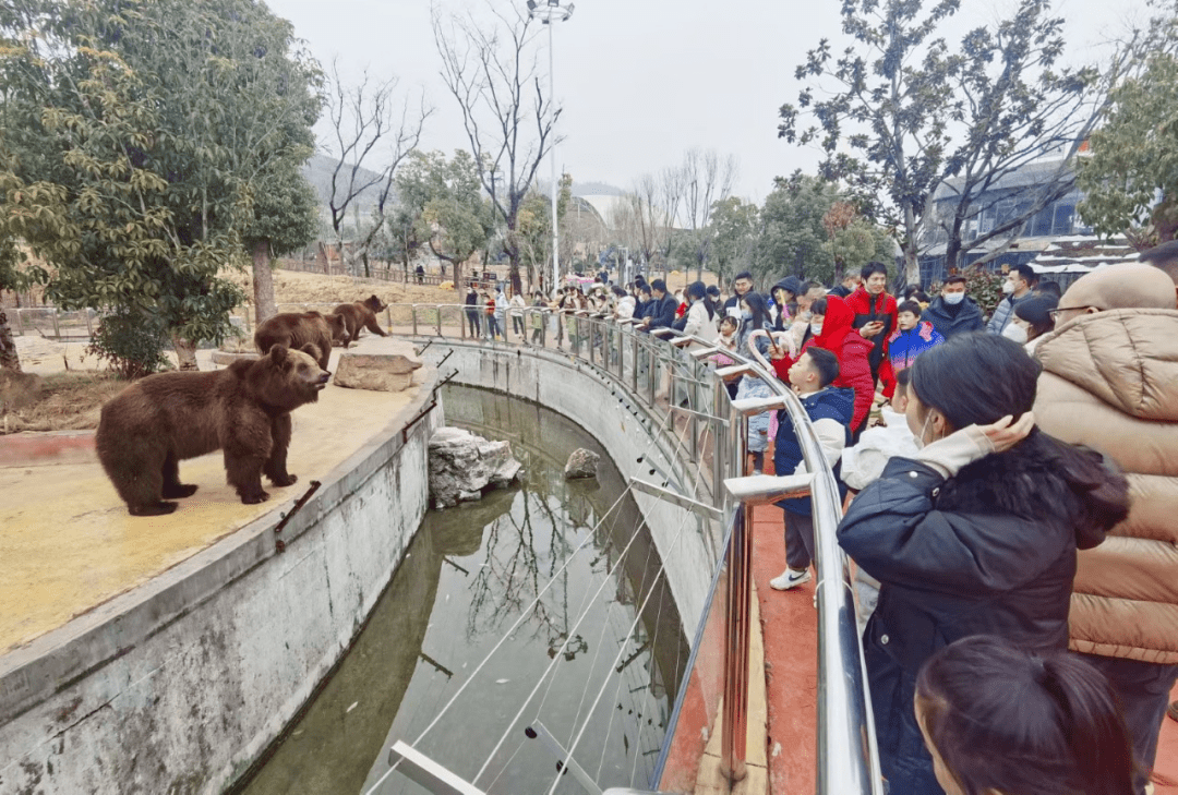 游人如织,金牛湖野生动物王国迎来春节旅游开门红!_游客_六合_来源