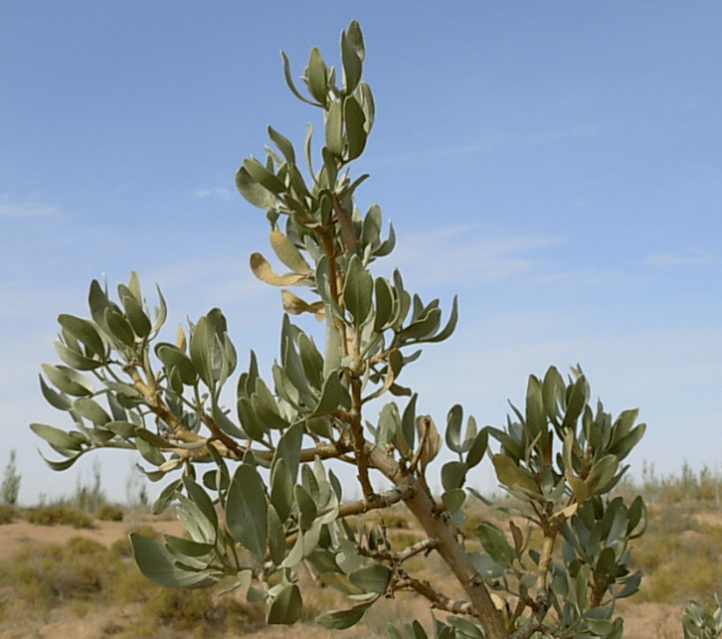 观主题教育活动丨【阅游·悦读】绚丽新疆-乌鲁木齐_人民_沙冬青_银行