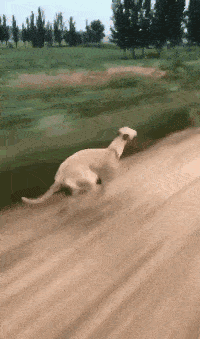 搞笑GIF:好好的狗狗硬生生拍成了急支糖浆!_孩子_转账_销售