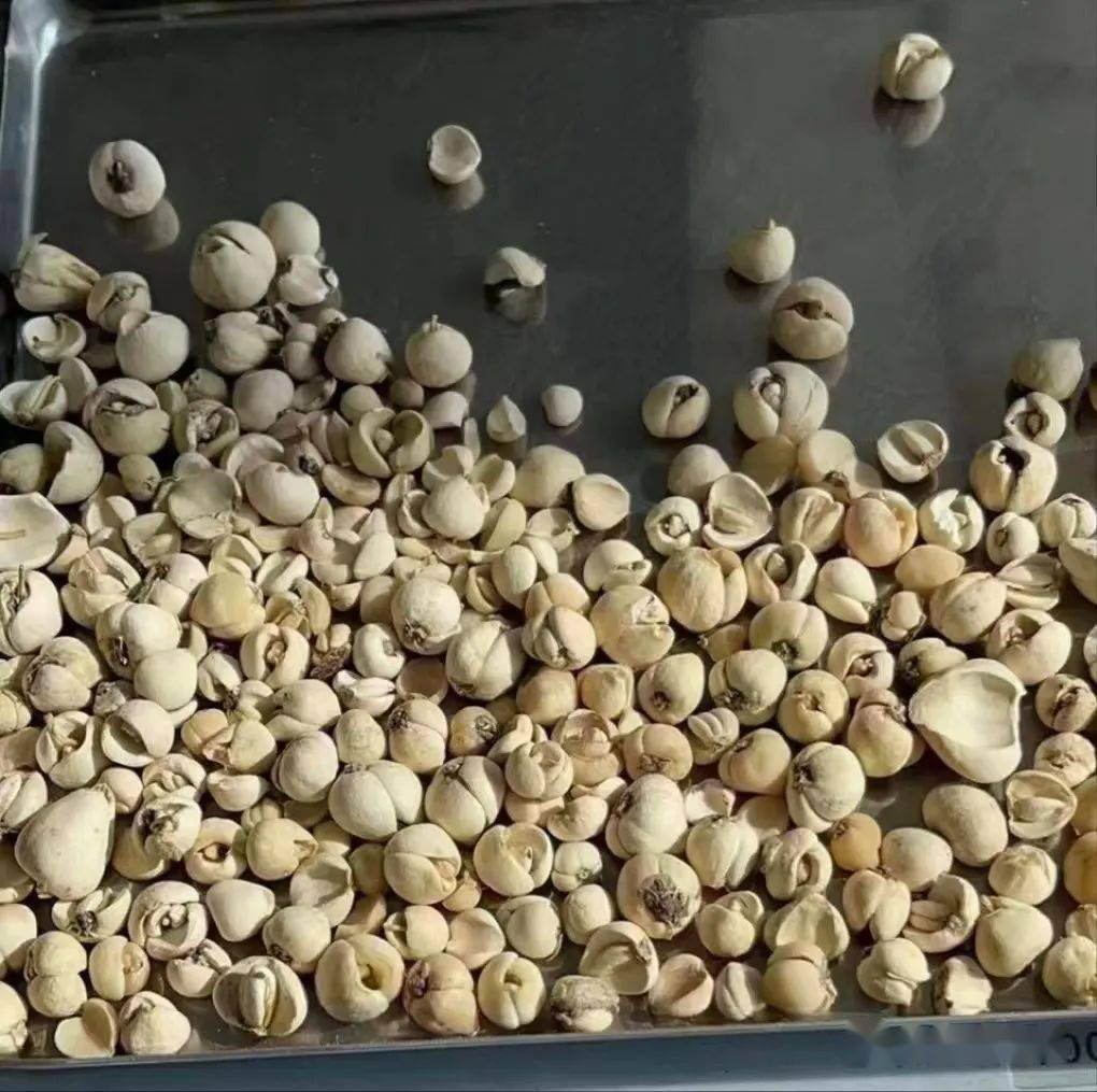 老人孩子都适合!_贝母_人体_症状