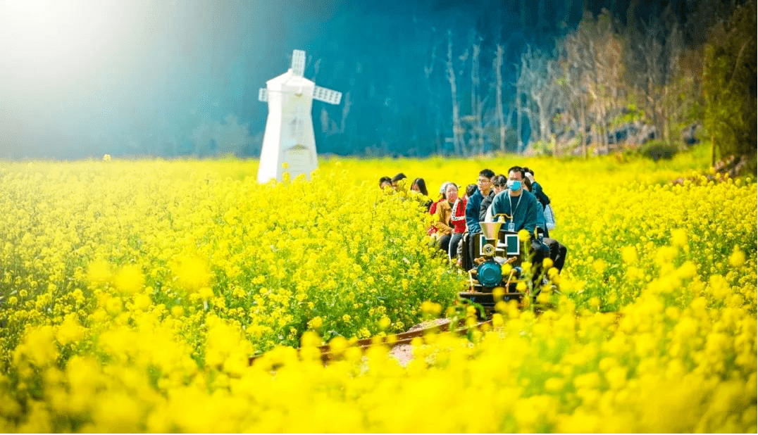 【康养胜地 人文兴义】万峰林油菜花海,贵州的金色冬日_旅游_乡愁