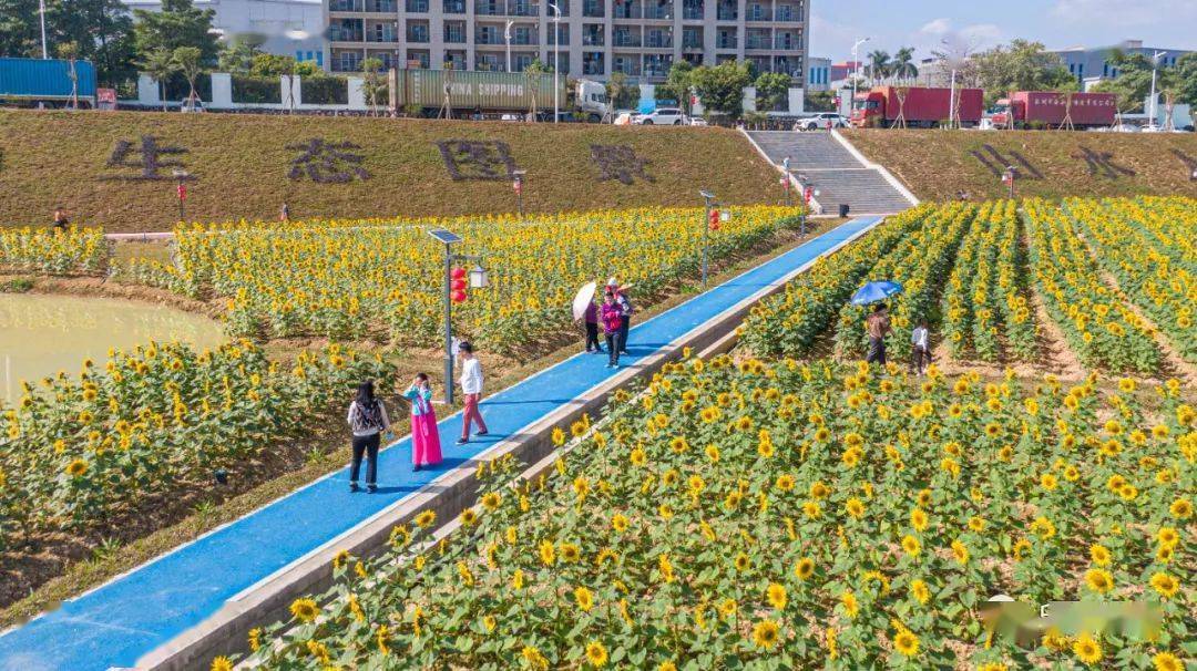 短途赏花游,走起!_向日葵_攻略_公园