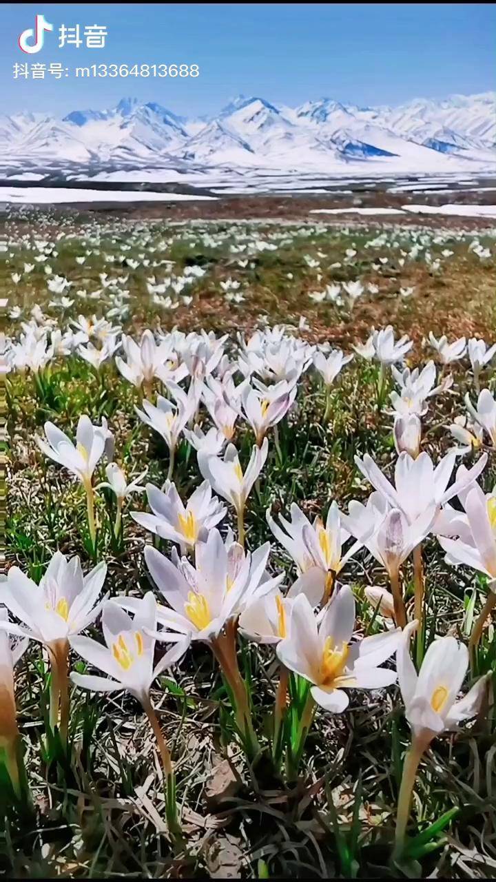 野百合又名顶冰花图片