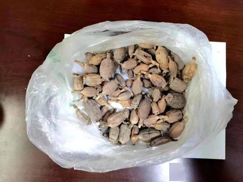 【禁毒】卖年货为揽客竟 "送"罂粟,香料摊主以身试法被查处_刘某某
